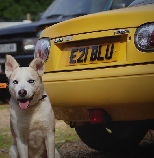 Introducing Blu